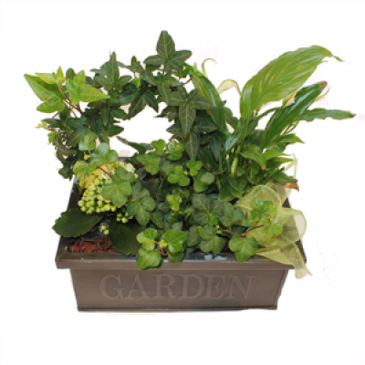 Seasonal Potted Plants - Potted plants - seasonal plants presented in appropriate container. Suitable for all occasions. A lasting gift that will give added pleasure in months to come