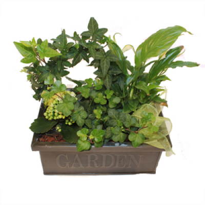 Seasonal Potted Plants Product Image