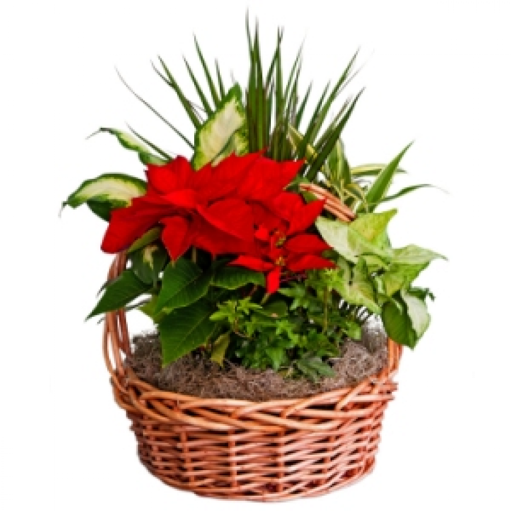 Flowering Plant Basket