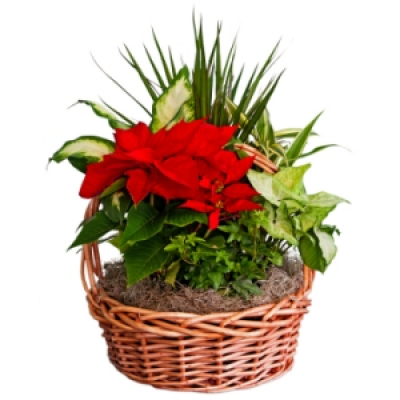 Flowering Plant Basket - Perfect for all occasions, Seasonal flowering plants presented in a basket requiring low maintenance and will continue to give pleasure into the future. A well received gift for new homes and many other occasions